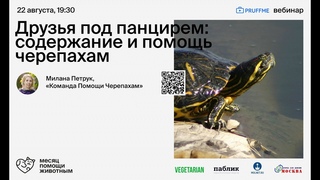 Друзья под панцирем: содержание и помощь черепахам
