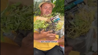 СПАСАЕМ РАСТЕНИЯ, КОГДА ИМ ОЧЕНЬ ПЛОХО. Подробности в описании