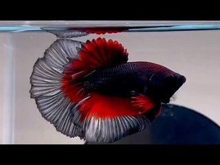 “Most Beautiful Betta Fish | Stunning Betta Fish Varieties (Siamese Fighting Fish)“ part 4