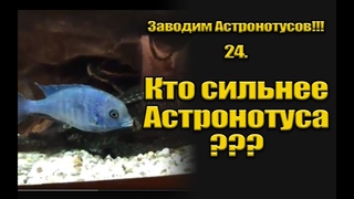 Заводим Астронотусов!!! 24. Кто сильнее Астронотуса