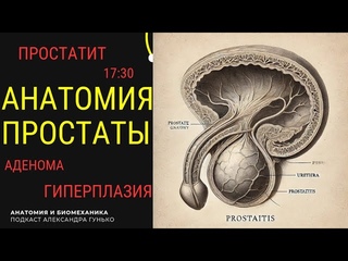 Анатомия простаты. Простатит.
