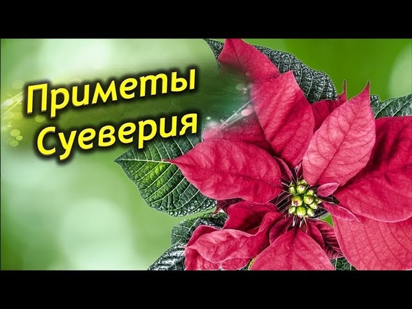 Пуансеттия фэн шуй. Эуфорбия пуансеттия. Суеверия пуансетия пуансеттия приметы. Рождественская звезда цветок. Молочай - пуансеттия (рождественская звезда).