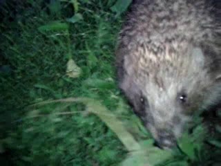 Ёжик не чихнул - The hedgehog didn't sneeze