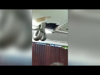 Огромная змея в потолке ресторана